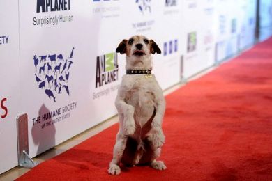الكلب آجي بطل فيلم الفنان يصدر مذكراته الشخصية