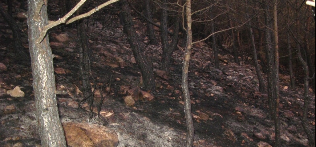 حريق  يأتي على (60) دونم أشجار حرجية في اربد
