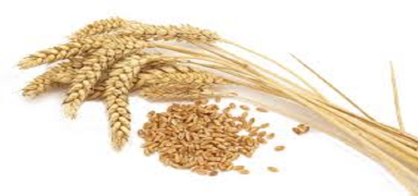 ديوان المحاسبة: قضية شحنة القمح بيد الغذاء والدواء