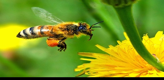 النواب يختلفون على تعريف النحل!