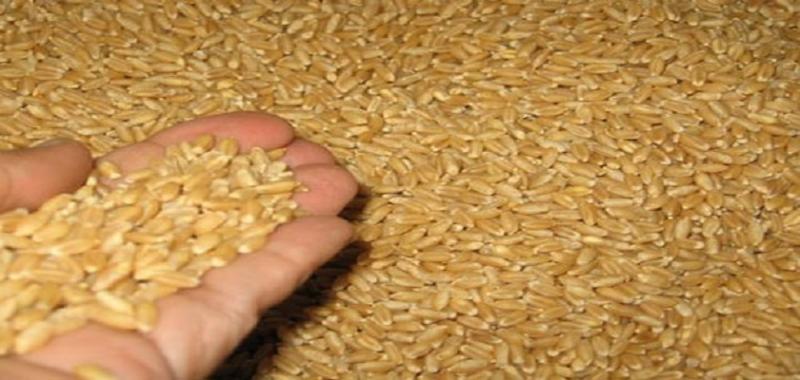 الغذاء والدواء: شحنة القمح صالحة لكن لا نجيزها