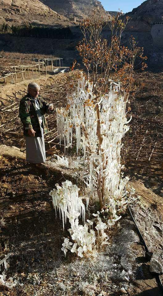 بالصور.. الجليد يتدلى من الأشجار في هذا البلد العربي!