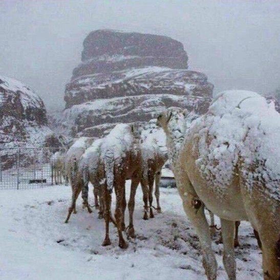 الثلوج تغطي الجبال والجمال في السعودية (صور)