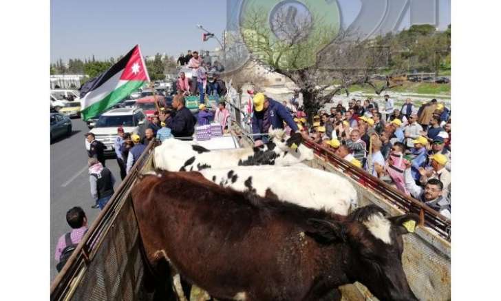 المزارعون يصطحبون الابقار والدجاج إلى اعتصام مجلس النواب - فيديو وصور