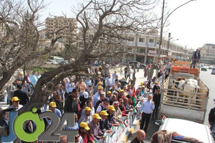 المزارعون يصطحبون الابقار والدجاج إلى اعتصام مجلس النواب - فيديو وصور