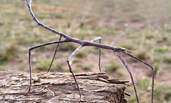 تعرف الى حشرة العصا.. تُؤكل لتبدأ حياة جديدة!