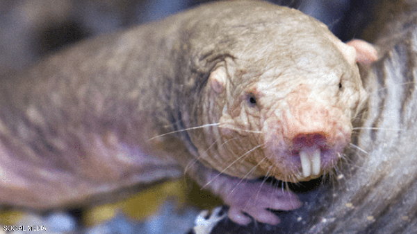 أبشع حيوان في العالم.. مظهر مفزع وقدرات خارقة