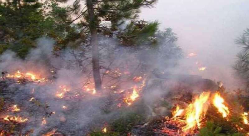 حريق جديد يلتهم 500 دونم من الأعشاب والأشجار المثمرة في البلقاء