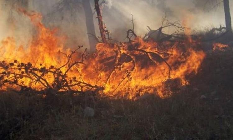 الدفاع المدني يخمد حريق إعشاب جافة و محاصيل زراعية و أشجار حرجية و مثمرة في اربد