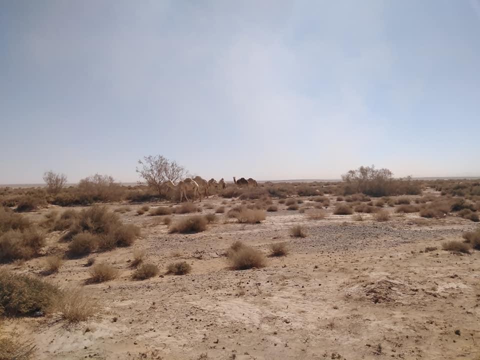 مليحان: الفوسفات تزحف على الأراضي الرعوية في الجفر وتقضي على الأشجار.. وتنشر الأوبئة بين الناس