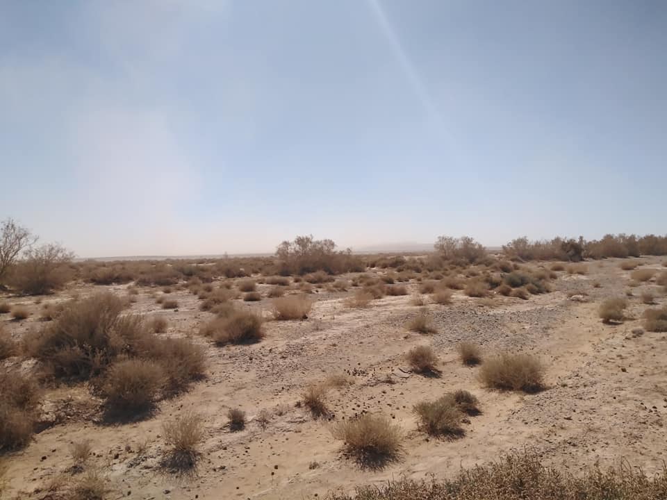 مليحان: الفوسفات تزحف على الأراضي الرعوية في الجفر وتقضي على الأشجار.. وتنشر الأوبئة بين الناس