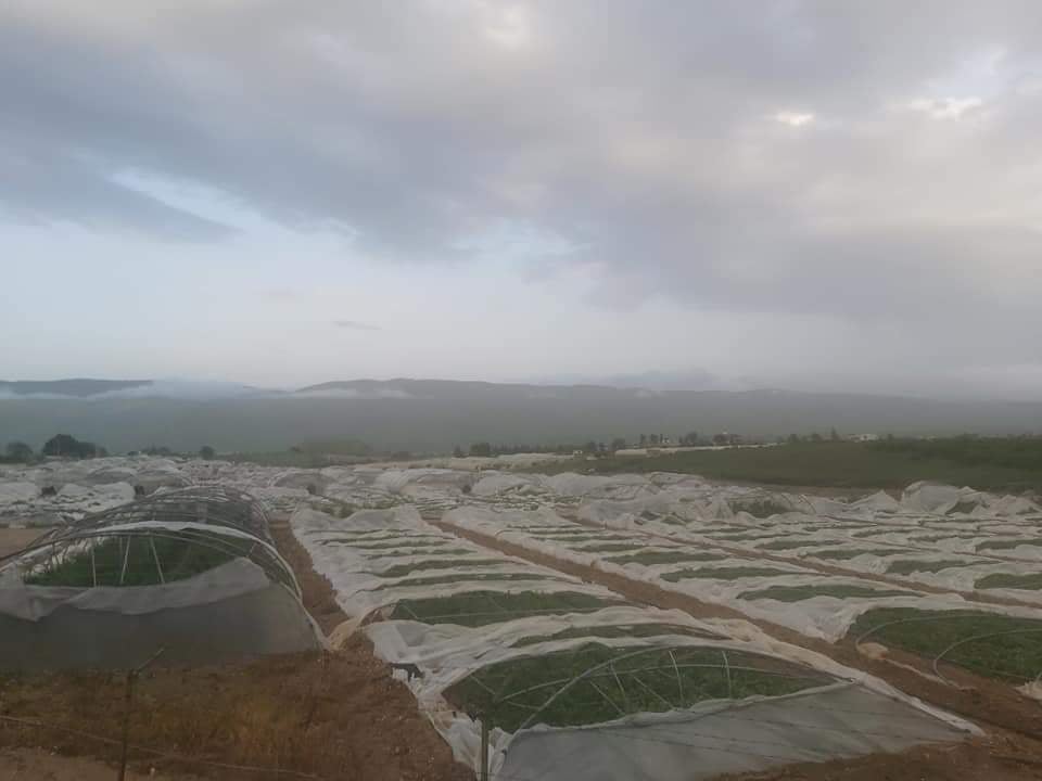 وادي الاردن اضرار فادحة للمزارعين وخسائر بمئات الالاف الدنانير نتيجة الأحوال الجوية