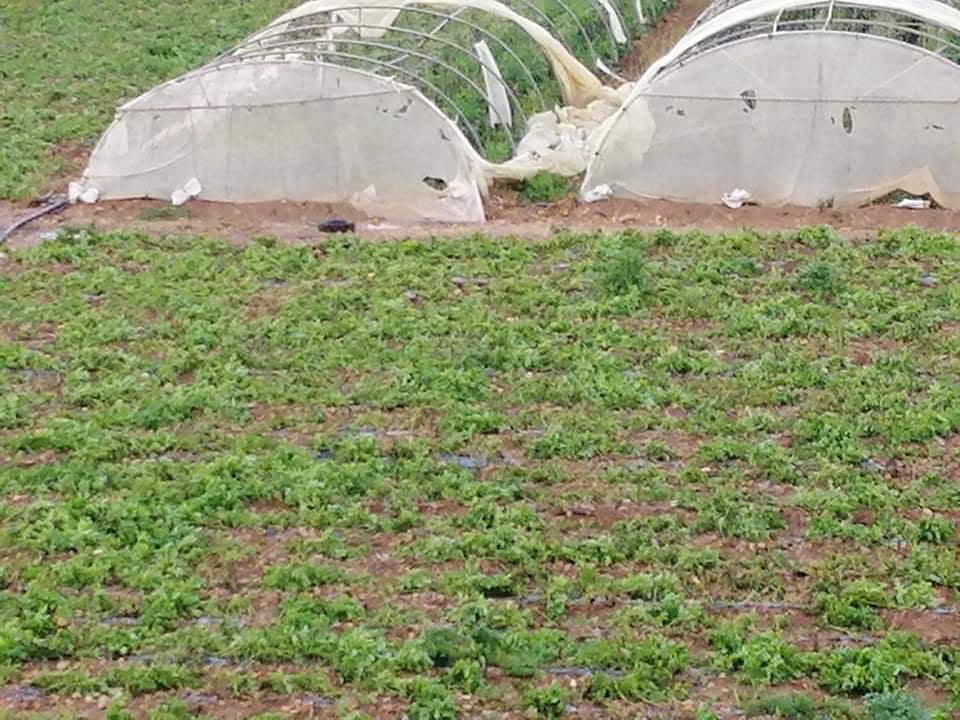 وادي الاردن اضرار فادحة للمزارعين وخسائر بمئات الالاف الدنانير نتيجة الأحوال الجوية