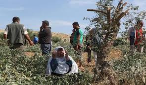 مستوطنون يهود يهاجمون قاطفي الزيتون جنوب رام الله