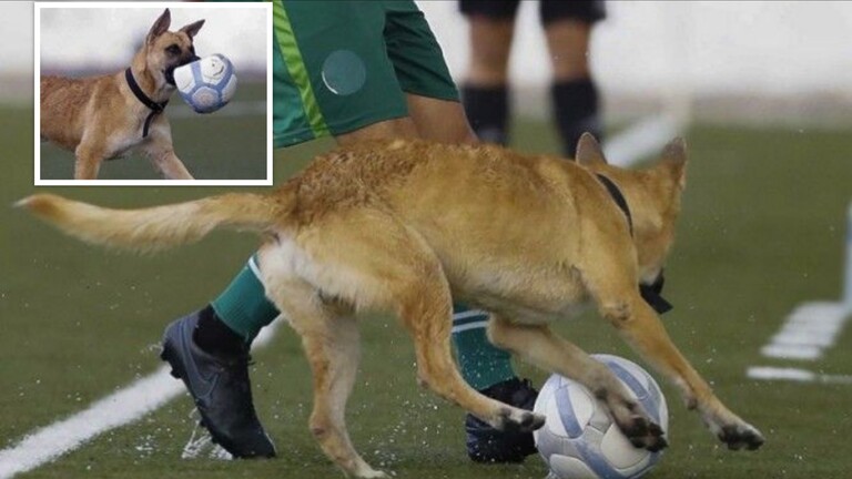 شاهد.. كلب يقتحم الملعب ويختطف الكرة من اللاعبين ويتلفها بأنيابه (صور)