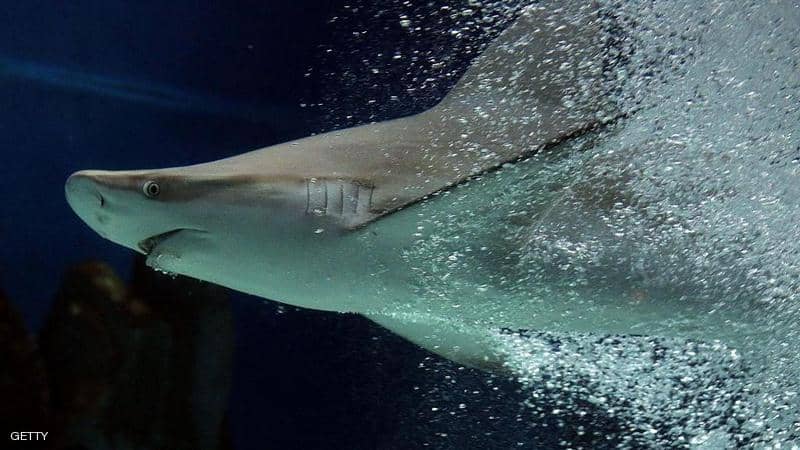 أستراليا.. هجمات أسماك القرش تحصد المزيد من البشر