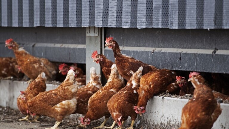 إعدام 190 ألف دجاجة في هولندا