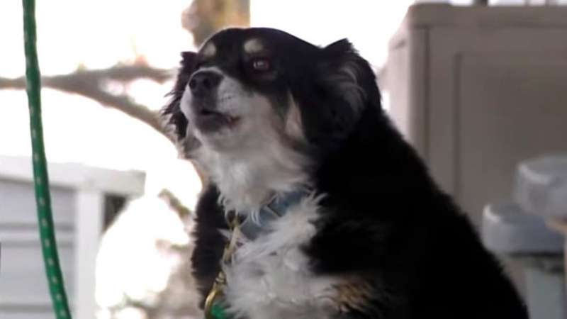 وصية بـ 5 ملايين دولار لكلبة أليفة