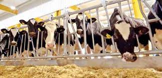 الزراعة النيابية تؤكد وقوفها إلى جانب مربي الأبقار وترفض السماح بالاستيراد