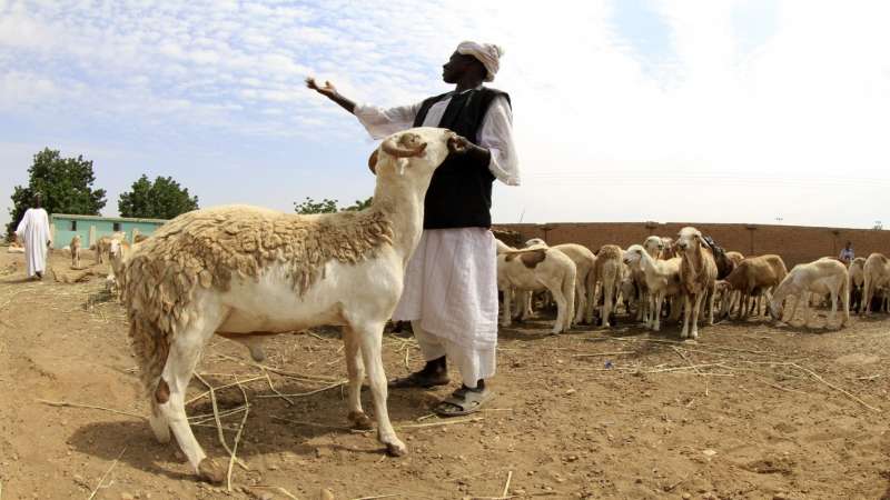 الحكومة تنفي إهداء السودان لحوماً للشعب الأردني