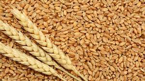 الزراعة تعلن 12 آب الحالي آخر موعد لاستلام الحبوب لهذا الموسم