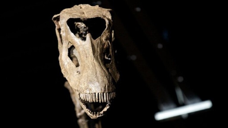 العثور على هيكل ديناصور صغير في الصحراء الليبية