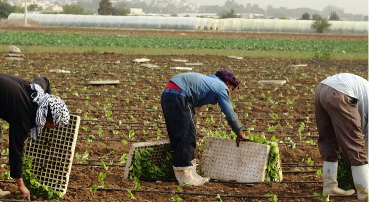 الشريف : نطالب الحكومة باعفاء المزراعين من القروض