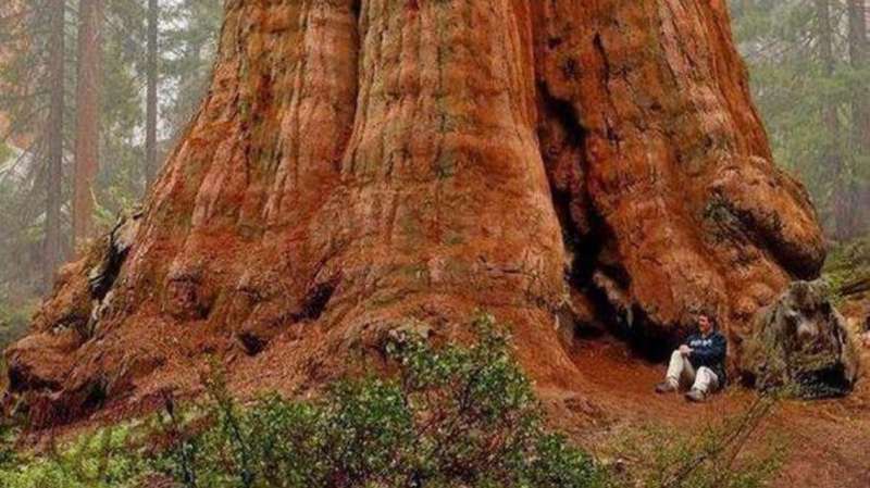 صورها مبهرة..نار تقترب من أكبر شجرة في العالم