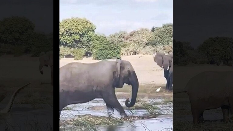 أنثى فيل تسحق تمساحا حتى الموت لحماية صغيرها (فيديو)