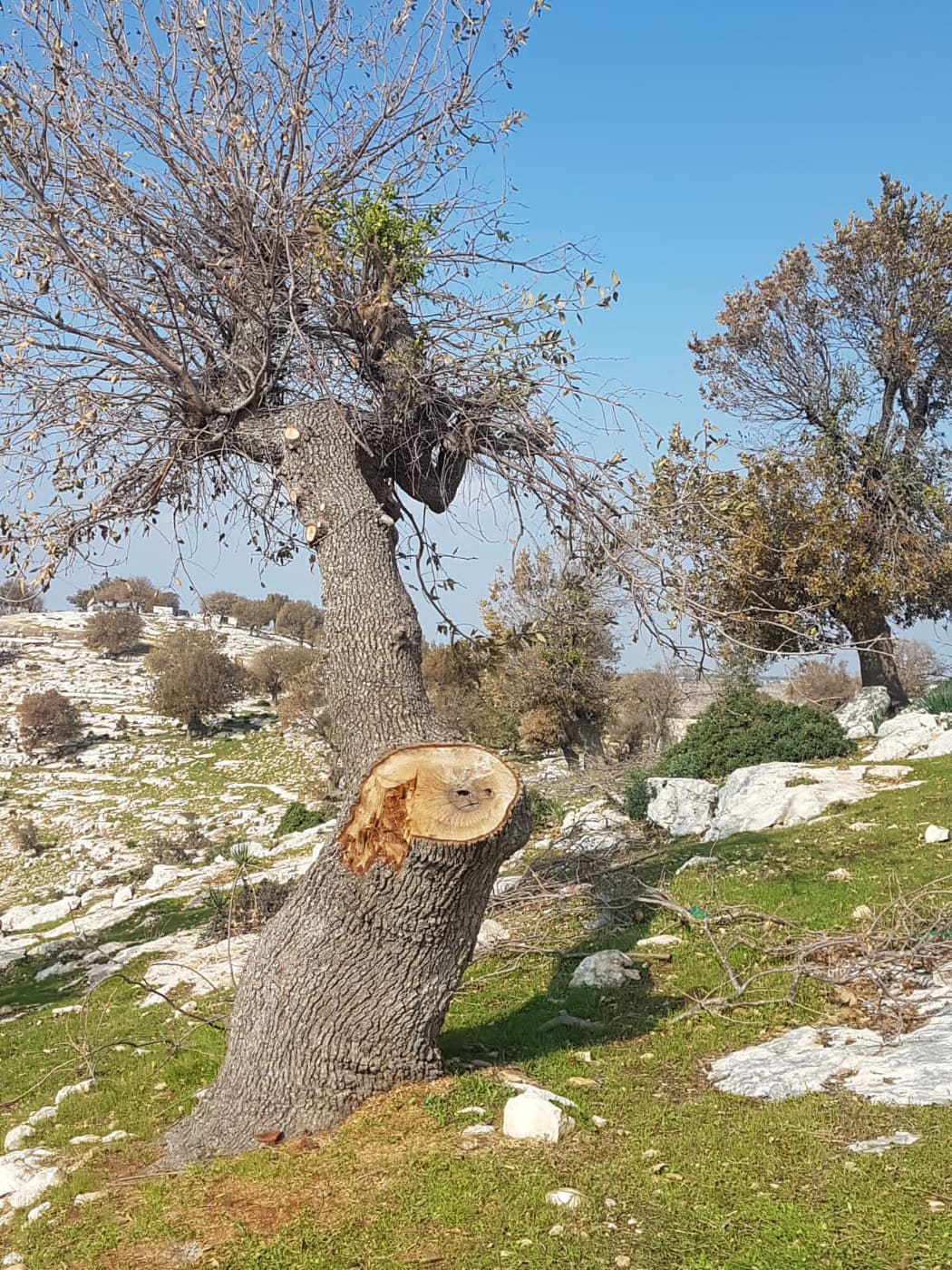 اعتداء مكتررة على محمية اليرموك ..والجهات الرسمية لا تحرك ساكنا