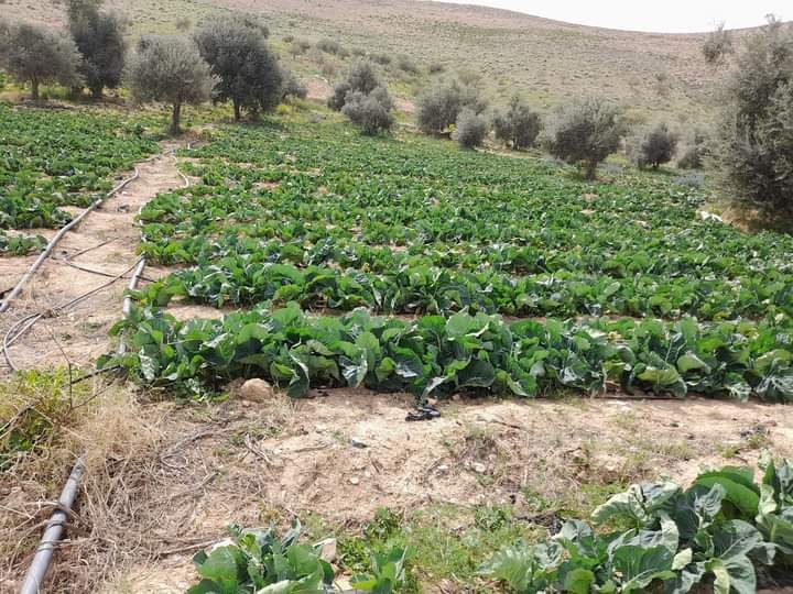 بعد جفاف البرك.. الامتناع عن تسييل مياه من الوالة يهدد حياة المزروعات - صور