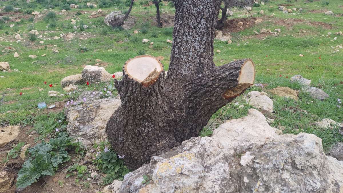 طوافو الغابات في خطر و القوانين لا تحميهم!