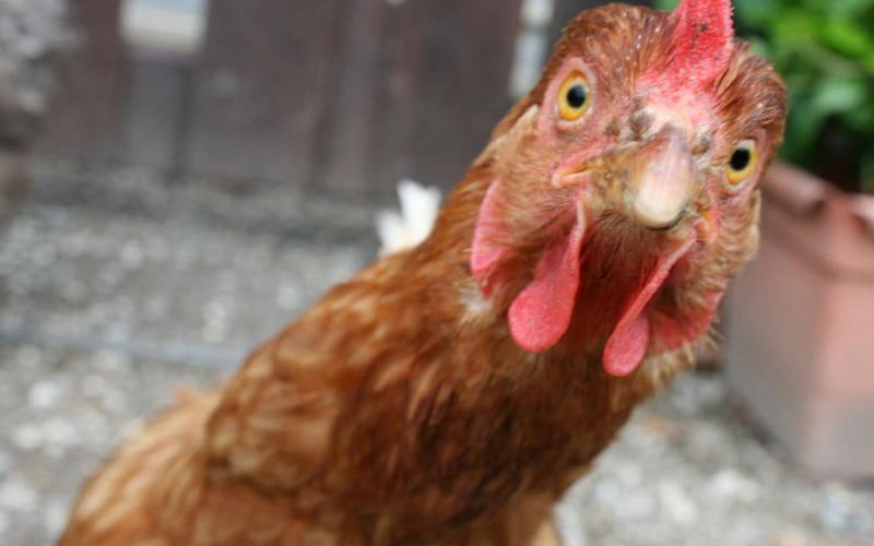 عبيدات: ثلاثة محتكرين تسببوا بانقطاع الدجاج من الاسواق