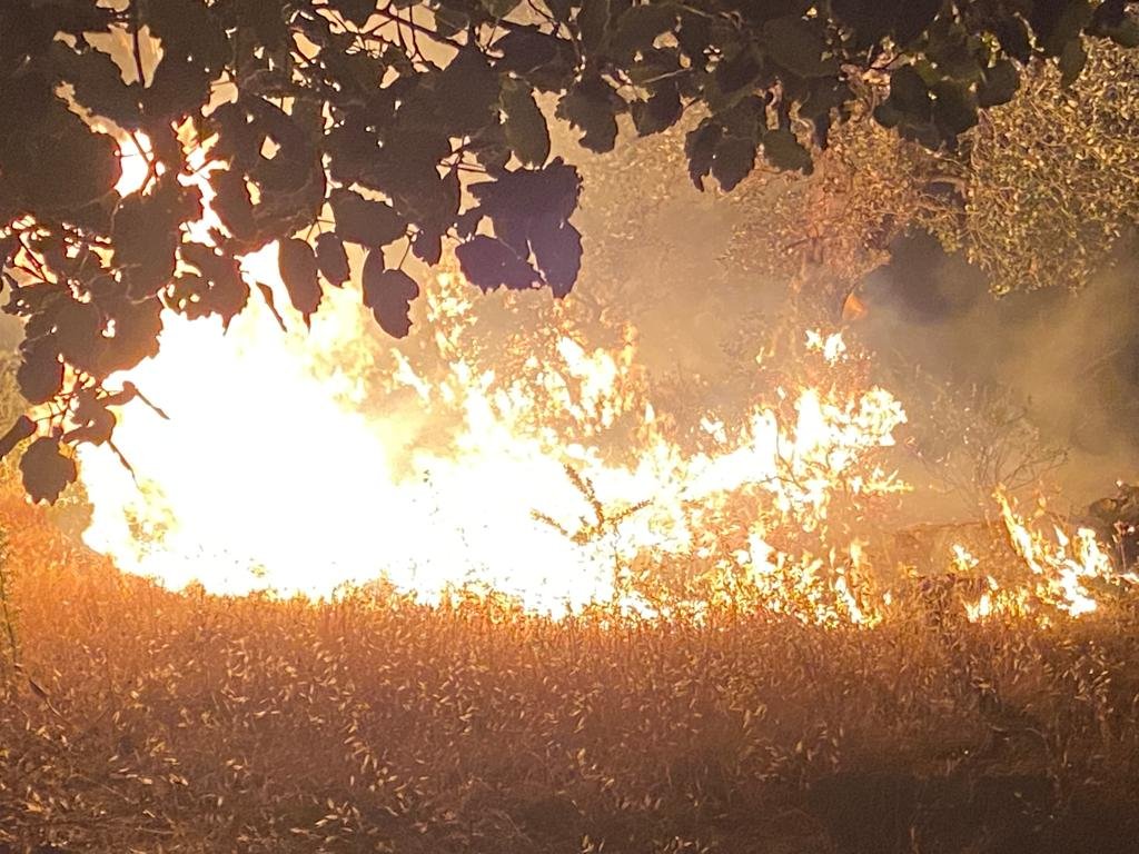 الملكية لحماية الطبيعة: حريق غابات اليرموك قد يكون مفتعلا، ونطالب بالتحقيق - صور