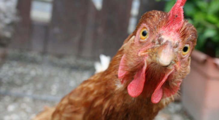 عبيدات: الحكومة تخدع المواطنين.. والاردن من اعلى الدول باسعار الدجاج
