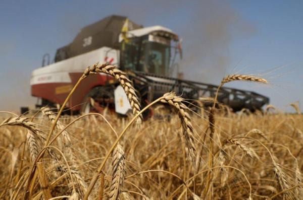 الغذاء والتضخم: شحّ إمدادات الحبوب والبذور الزيتية سيُبقي الأسعار مرتفعة