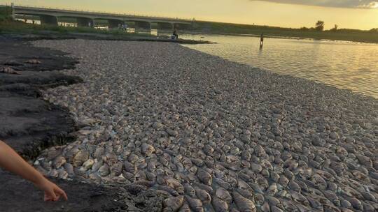 الأرجنتين.. 40 طنا من الأسماك النافقة ترقد على طول ساحل بحيرة ألبيرتي (صور + فيديو)