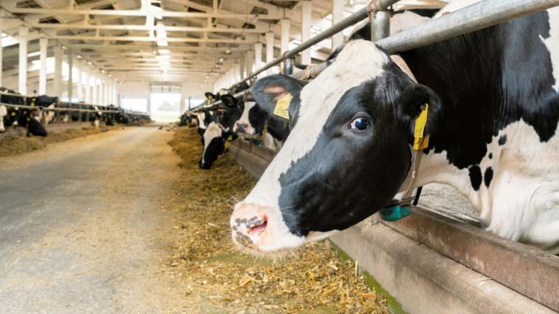 الزراعة : إيقاف استيراد لحوم الأبقار لن يؤثر على أسعارها