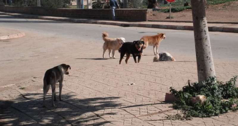 كلاب ضالة تعقر معلمة في عمّان