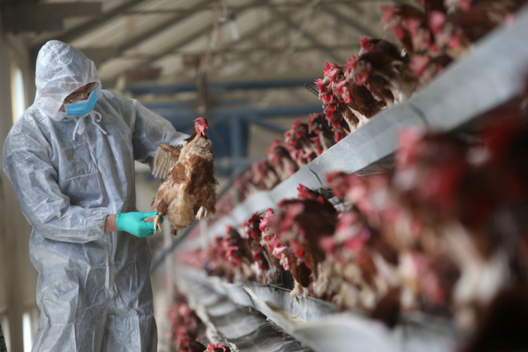 الصحة العالمية: الصين تسجل أول وفاة بشرية بإنفلونزا الطيور (إتش3 إن8)