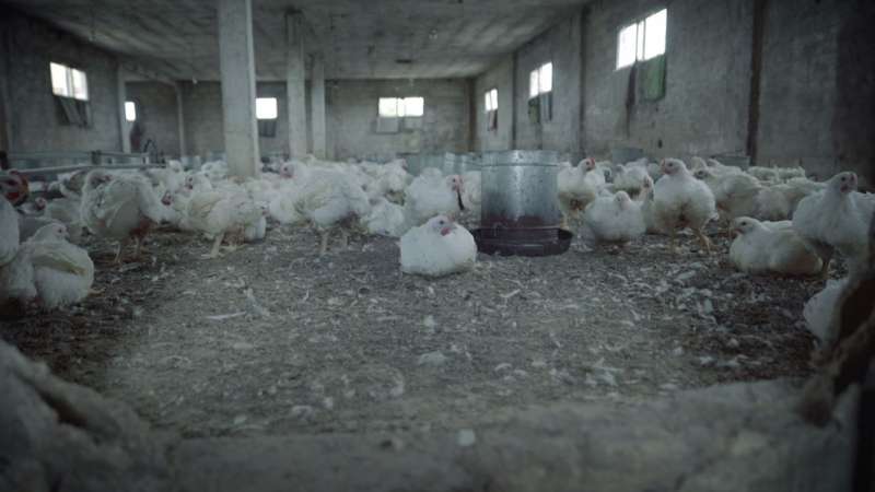 وقف استيراد الدجاج من دول سجل فيها إنفلونزا الطيور يحمي المنتج المحلي