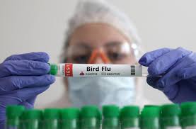 شديدة العدوى البرازيل تُسجّل أولى الإصابات بإنفلونزا الطيور