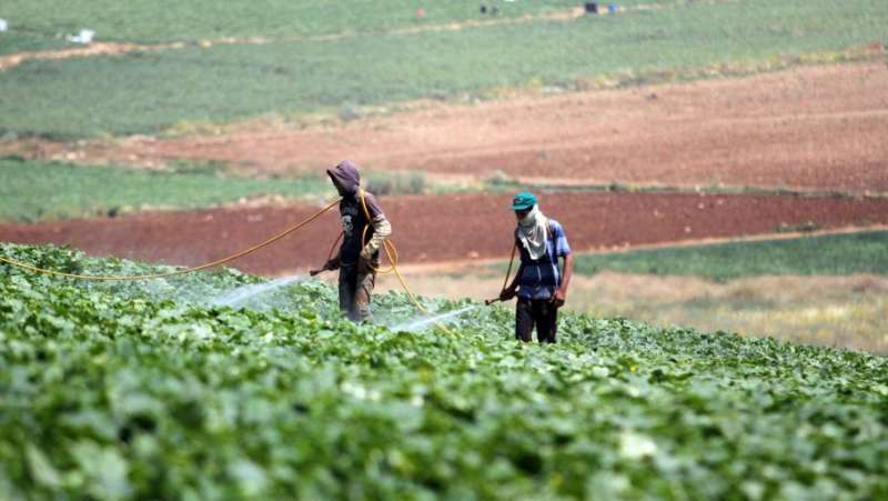 الحكومة تتجه لتعويض المزارعين عبر نظام