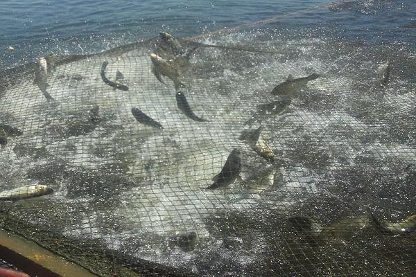 الأردن: تحذيرات من مزارع أسماك ملوثة