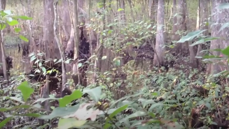 كائن أسطوري في إحدى غابات أمريكا يثير تفاعلا كبيرا (فيديو)