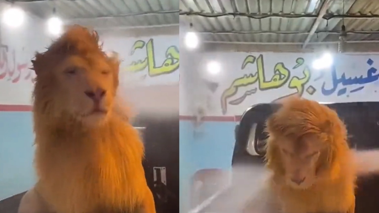 شاب عربي يغسل أسدا داخل مغسل سيارات ويثير الجدل (فيديو)