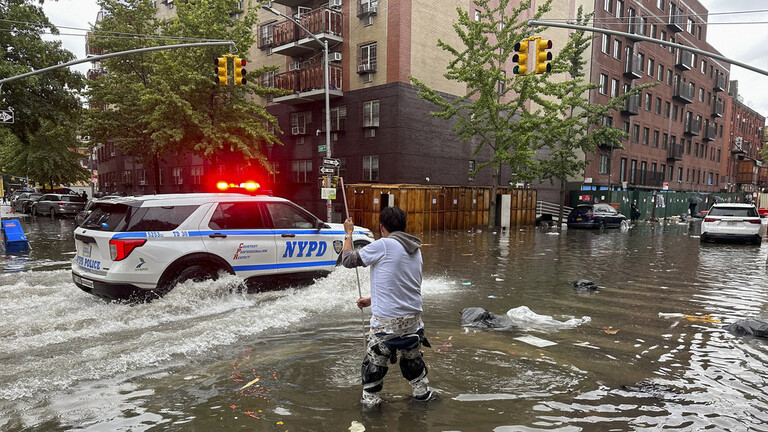 الفيضانات تحرر أسد بحر من أسره في نيويورك (فيديو)