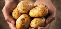 تحذير من انخفاض كبير في محصول البطاطا المحلية بسبب مرض اللفحة
