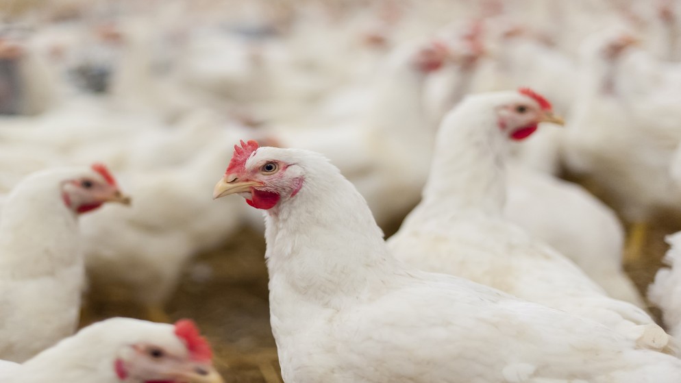 وزارة الصناعة: انخفاض أسعار الدجاج بنوعيه خلال اليومين الماضيين
