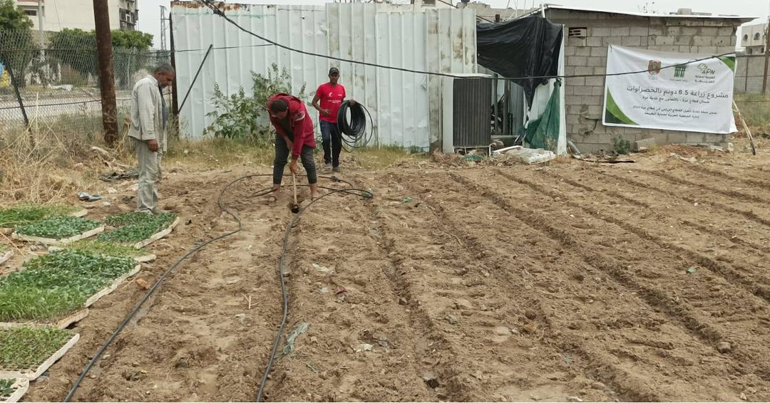 العربية لحماية الطبيعة تعيد مشتل بلدية غزة إلى العمل بزراعة الخضروات لمواجهة المجاعة